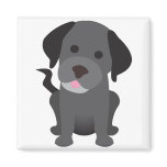Black Labrador Puppy