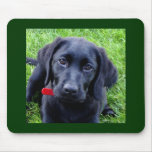 Black Labrador puppy mouse pad