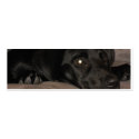 Black Labrador Retriever Bookmark business cards