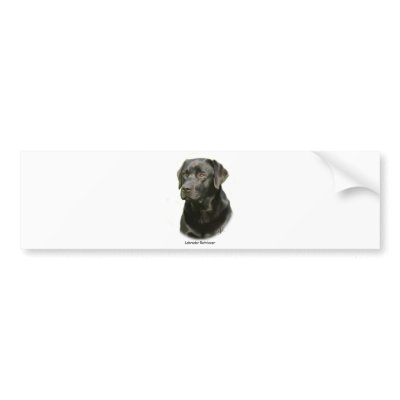Black Labrador Retriever Bumper Sticker by TraffordPhotos