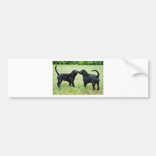 Black Labrador Retriever Bumper Sticker