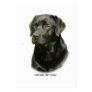 Black Labrador Retriever Business Card Templates