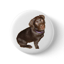 Black Labrador Retriever Pinback Buttons