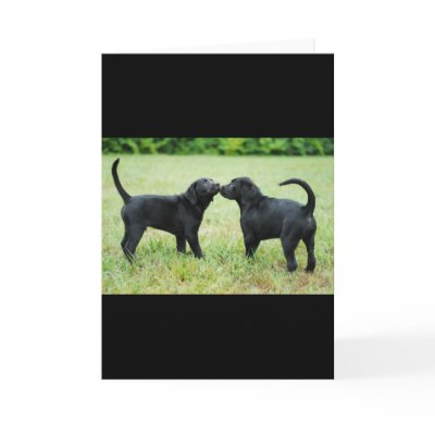 Black Labrador Retriever Greeting Card by billishirts