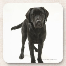 Black labrador retriever coasters