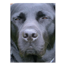 Black Labrador Retriever Dog Postcard