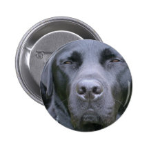 Black Labrador Retriever Dog Round Button