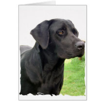 Black Labrador Retriever Greeting Card