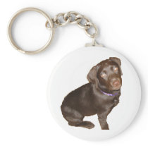 Black Labrador Retriever