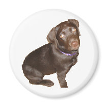 Black Labrador Retriever
