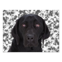 Black Labrador Retriever Photo