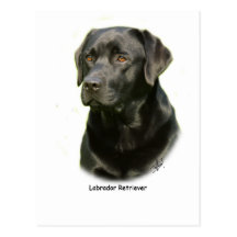 Black Labrador Retriever Post Card