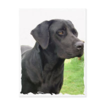 Black Labrador Retriever Postcard