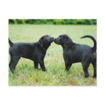 Black Labrador Retriever Postcards