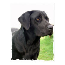 Black Labrador Retriever Postcard