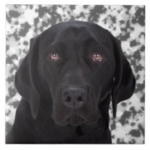 Black Labrador Retriever Tile