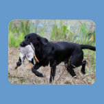 Black Labrador Retriever with duck magnet magnets