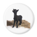 black lamb magnets