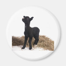 black lamb magnet