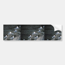 Black-legged kittiwakes and young nesting on cliff bumper stickers