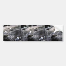 Black-legged kittiwakes nesting bumper stickers