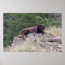 Black Leopard Fine Art Print