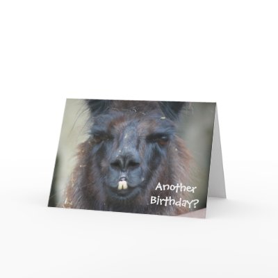 Black Llama Animal Photo Birthday Greeting Card by SmilinEyesTreasures