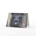 Black Llama Animal Photo Birthday Greeting Card