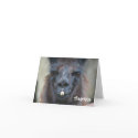 Black Llama Animal Photography Thank You Card