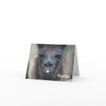 Black Llama Animal Photography Thank You Card