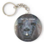 Black Llama Humourous Animal Nature Photo Keychain
