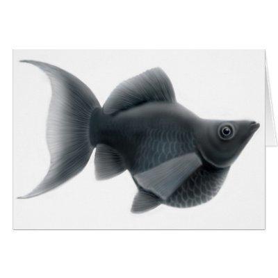 Black Aquarium Fish