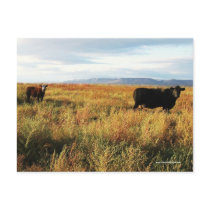 Black Mama Cow and White Face Red Calf