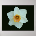 Black Matt Daffodill Print