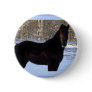 Black Morgan horse in snow Pinback Button