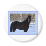 Black Morgan horse in snow Magnets