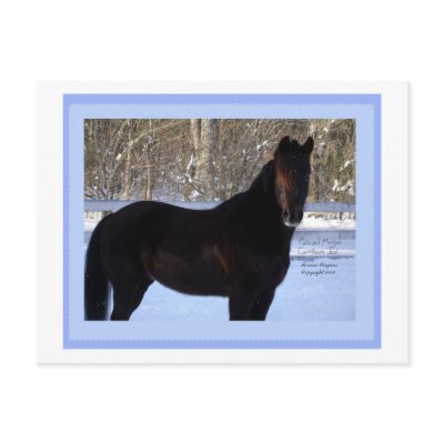 Black Morgan horse in snow Post Cards by ForeverMorgans