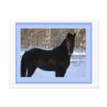Black Morgan horse in snow postcards