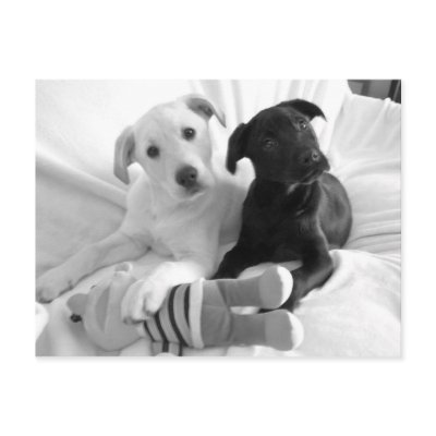 black n white puppies by KatAnnette