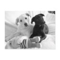 black n white puppies postcards