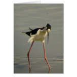Black-necked Stilt 2 Card