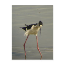 Black-necked Stilt 2 Postcard