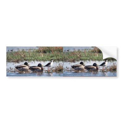 Black necked Stilt and Mallards Bumper Stickers by animalpark