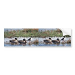 Black necked Stilt and Mallards bumper stickers