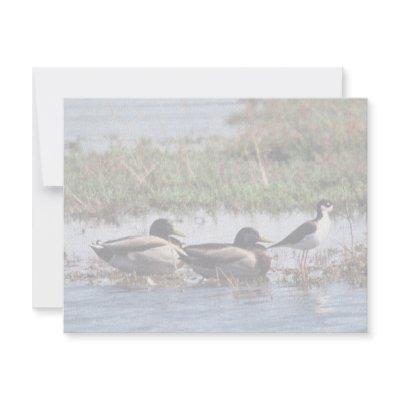 Black necked Stilt and Mallards Personalized Invitation by animalpark