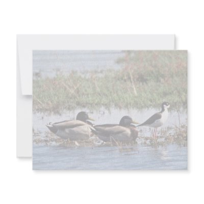 Black necked Stilt and Mallards Invite by animalpark