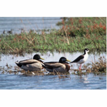 Black necked Stilt and Mallards Photo Sculpture