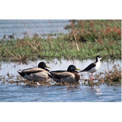 Black necked Stilt and Mallards Photo Sculpture by animalpark