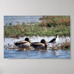 Black necked Stilt and Mallards posters