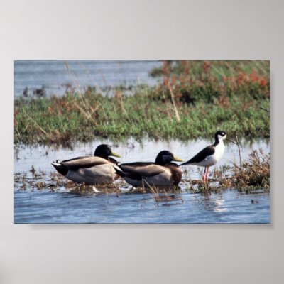 Black necked Stilt and Mallards Print by animalpark